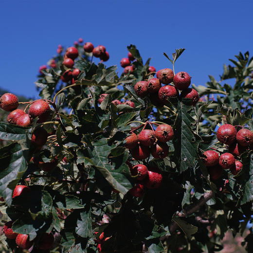 南食召 陈皮山楂球 商品图4