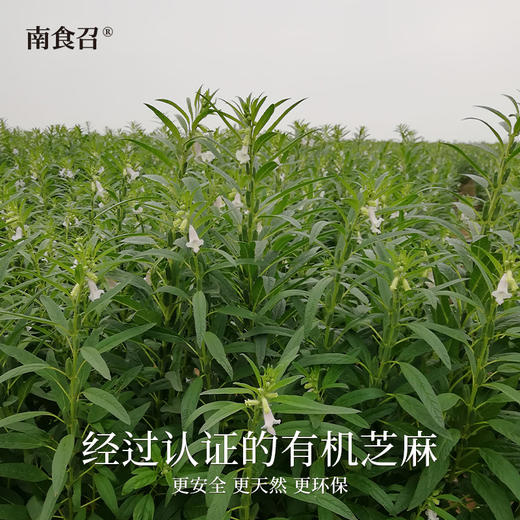 南食召 有机黑/白芝麻 商品图2