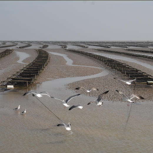 南食召 芝麻夹心海苔 商品图2