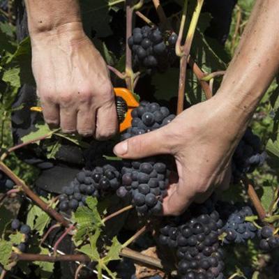 路易王妃水晶珍藏香槟 商品图1