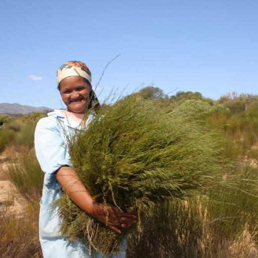 南食召 基本路易波士茶 商品图2