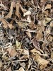 年中大促！福鼎白茶寿眉（2015年） 商品缩略图3