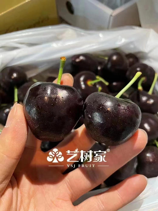 大连艺树家✈️俄8黑珍珠樱桃🍒纯甜又浓郁 商品图13