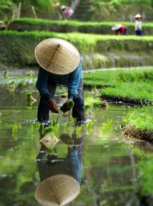云南元阳梯田 红米 世界文化遗产 低脂粗粮膳食纤维 商品图4