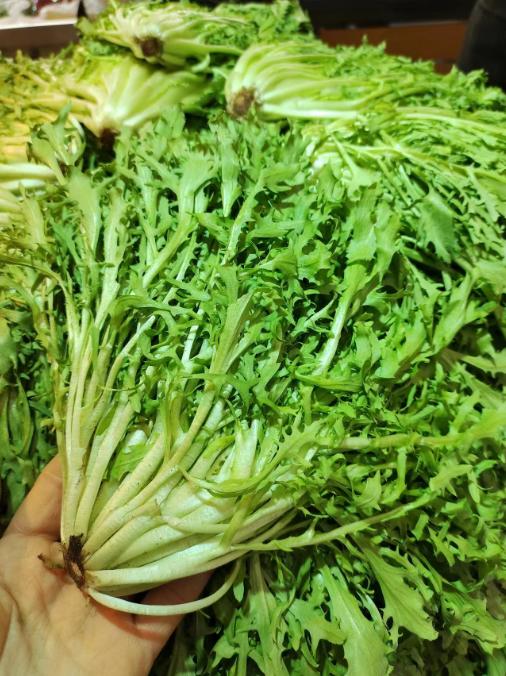 苦菊一斤 商品图0