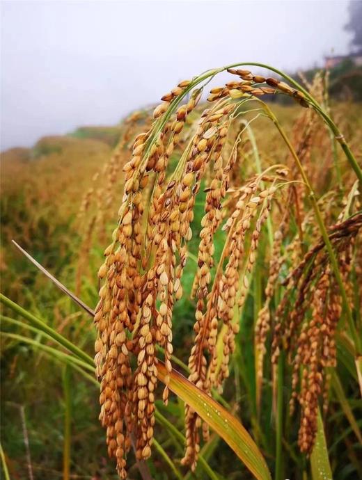 云南元阳梯田 红米 世界文化遗产 低脂粗粮膳食纤维 商品图6