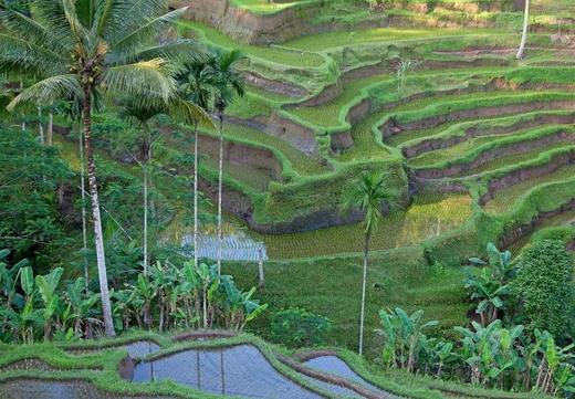 云南元阳梯田 红米 世界文化遗产 低脂粗粮膳食纤维 商品图3