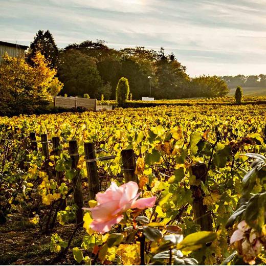 沙龙特酿S梅尼尔白中白香槟 2013 商品图2