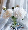 【纯洁 动人】芍药-杨妃出浴  白色（略带红血丝）5枝/扎 商品缩略图2