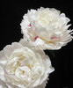 【纯洁 动人】芍药-杨妃出浴  白色（略带红血丝）5枝/扎 商品缩略图1