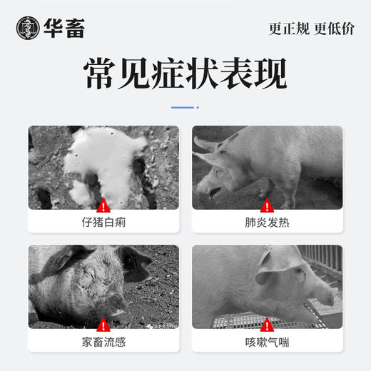 【社群专享】板蓝根注射液10ml*10支 感冒流感退烧抗病毒 猪牛羊药 华畜 商品图2