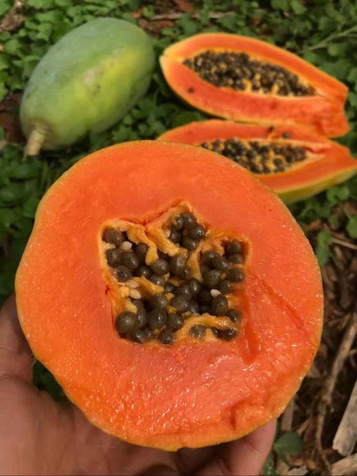 树熟 冰糖心牛奶木瓜  如牛奶般丝滑/香甜嫩滑 商品图3