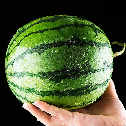 京东到家【山东·潍坊】2K手撕西瓜 新鲜水果当季2-4斤2k手撕西瓜薄皮整箱脆甜多汁红瓤包邮 商品图1