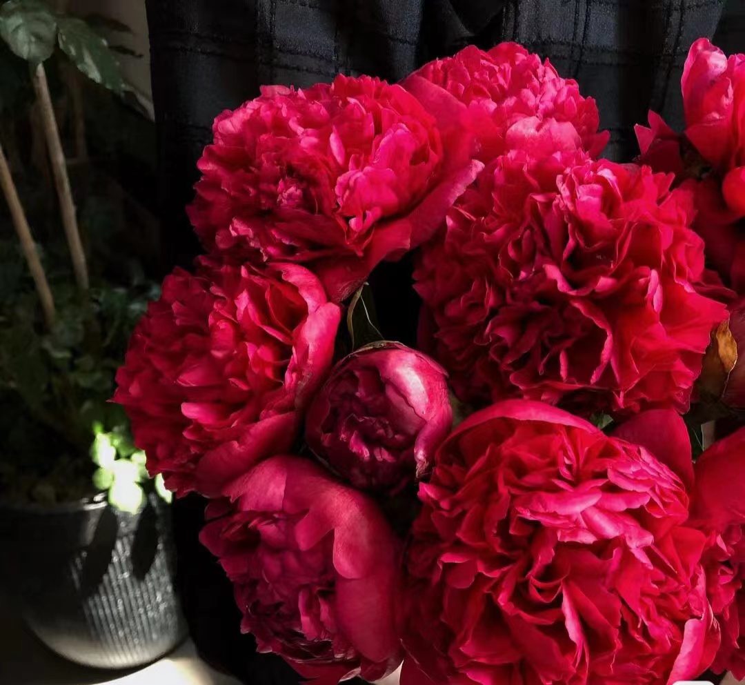 国产芍药-【御前表演】