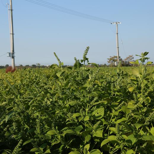 生态紫苏籽油 |合作生产*Eco-Perilla Seed  Oil | Coproduct 商品图3