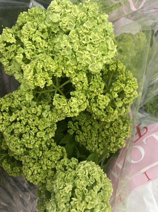 【邂逅春天】木绣球  绿色  约5枝/扎  多规格 商品图13