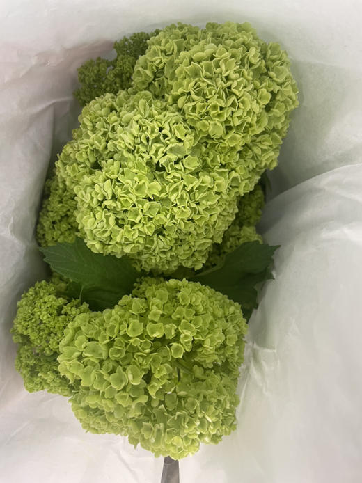 【邂逅春天】木绣球  绿色  约5枝/扎  多规格 商品图12