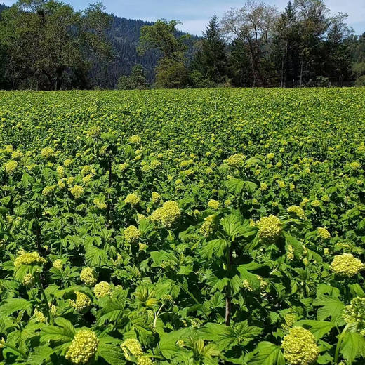 【邂逅春天】木绣球  绿色  约5枝/扎  多规格 商品图10