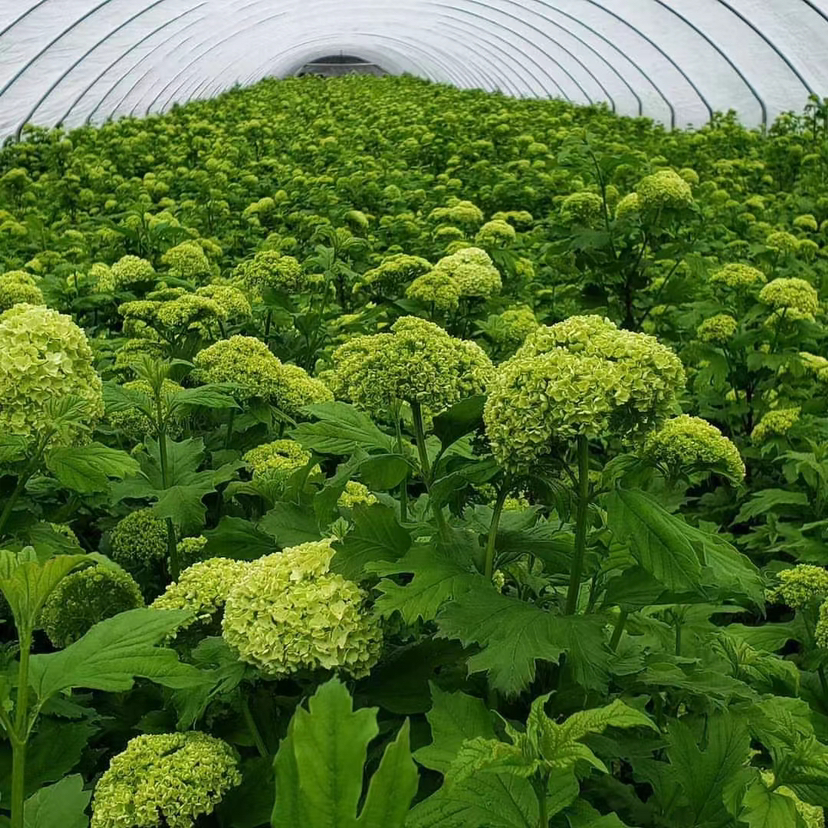 【邂逅春天】木绣球  绿色  约5枝/扎  多规格