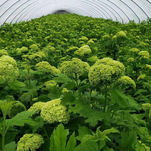 【邂逅春天】木绣球  绿色  约5枝/扎  多规格 商品图0