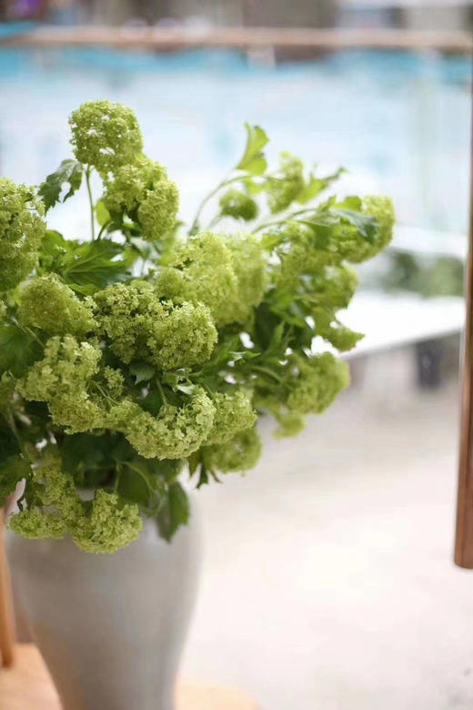 【邂逅春天】木绣球  绿色  约5枝/扎  多规格 商品图4