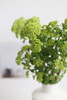 【邂逅春天】木绣球  绿色  约5枝/扎  多规格 商品缩略图5