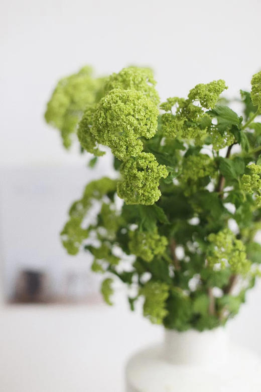 【邂逅春天】木绣球  绿色  约5枝/扎  多规格 商品图5