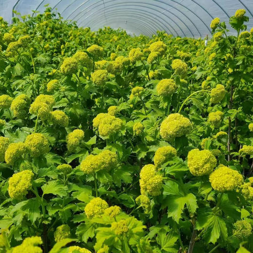 【邂逅春天】木绣球  绿色  约5枝/扎  多规格 商品图9