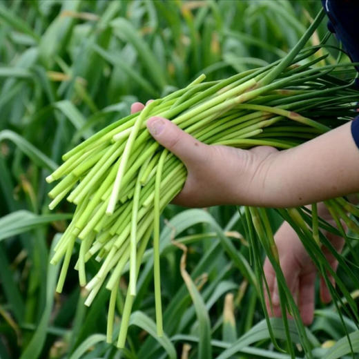 生态蒜苔有机认证大蒜抽苔