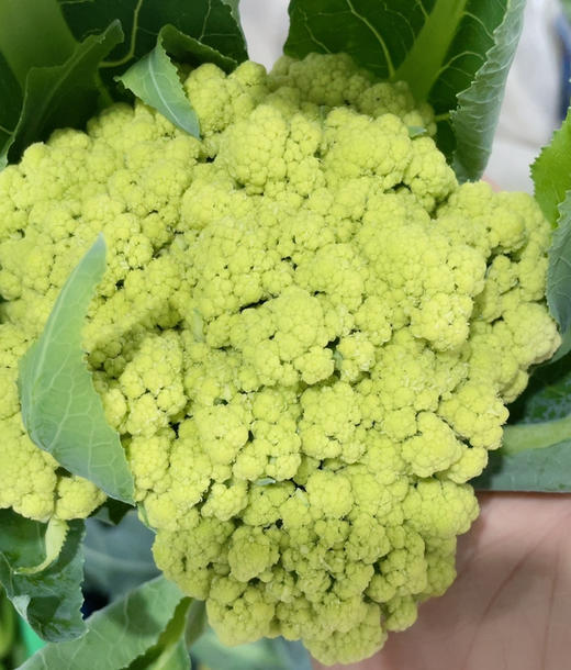 有机青花菜500g 商品图1