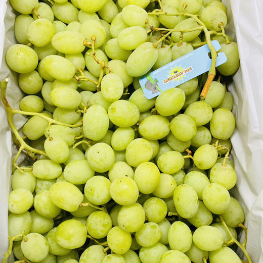 澳洲甜地球无籽青提400g 商品图2