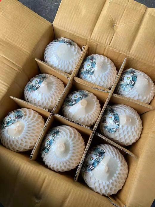 泰国佳垚青椰 椰子 商品图13