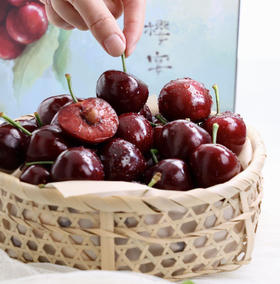 大连树熟美早樱桃1.8斤装
