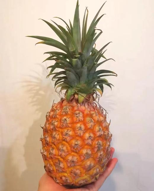 琼中美味海南凤梨金钻凤梨顺丰/京东陆运发货 商品图5