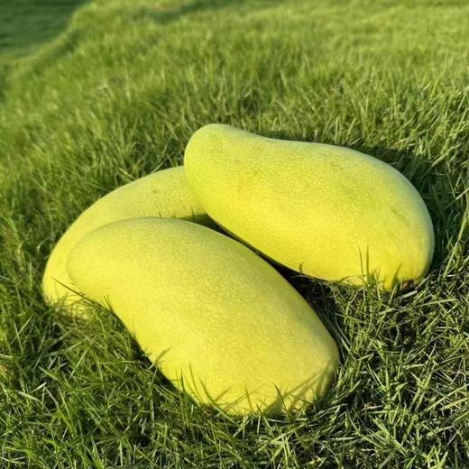 琼中美味海南金煌芒8斤礼盒装 商品图3