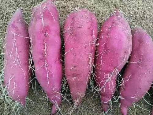 琼中美味海南桥头地瓜 商品图4