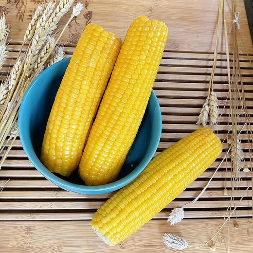 海伦半亩田甜糯玉米10根礼盒 真空保鲜玉米 非转基因 商品图1
