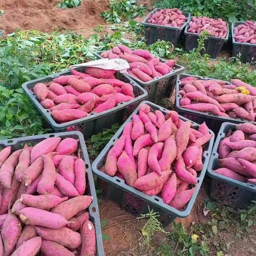 琼中美味海南桥头地瓜 商品图3