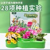 植物生长观察科学小实验套装儿童种植阳光房幼儿园小学生益智玩具温室科学实验 38*30*9.5 商品缩略图1