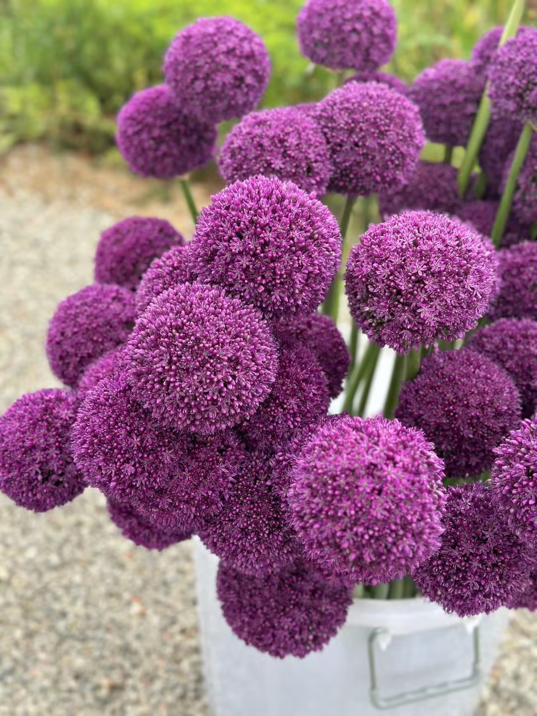 4月2日葱花紫 Ambassador 80cm 5cm-1支