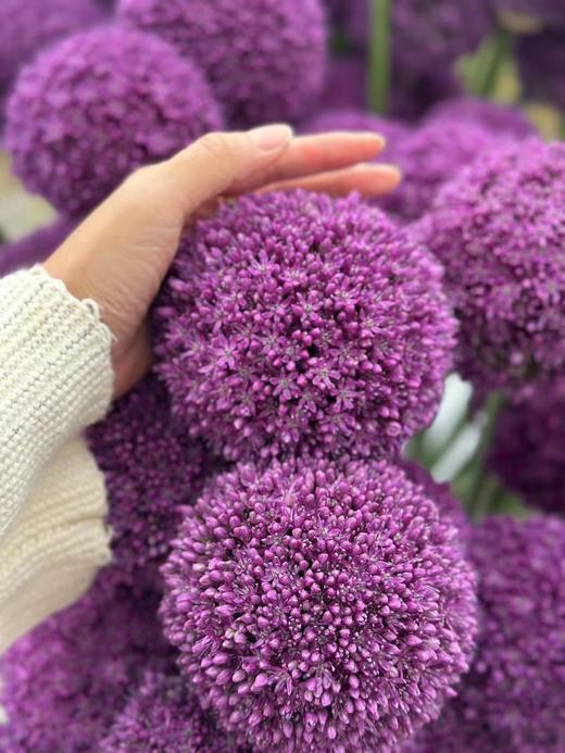 4月2日葱花紫 Ambassador 80cm 5cm-1支 商品图1