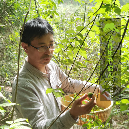 生态清远青梅 | 合作生产 * Eco-QingYuan green plum | Coproduction 商品图1