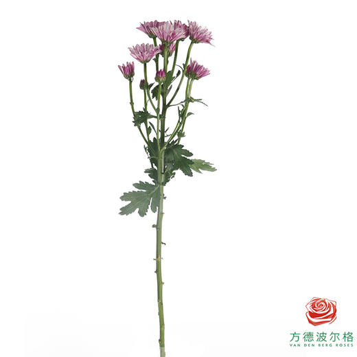 市场小菊-彩凤羽 商品图4