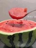 江氏黑籽麒麟瓜ppp 商品缩略图0