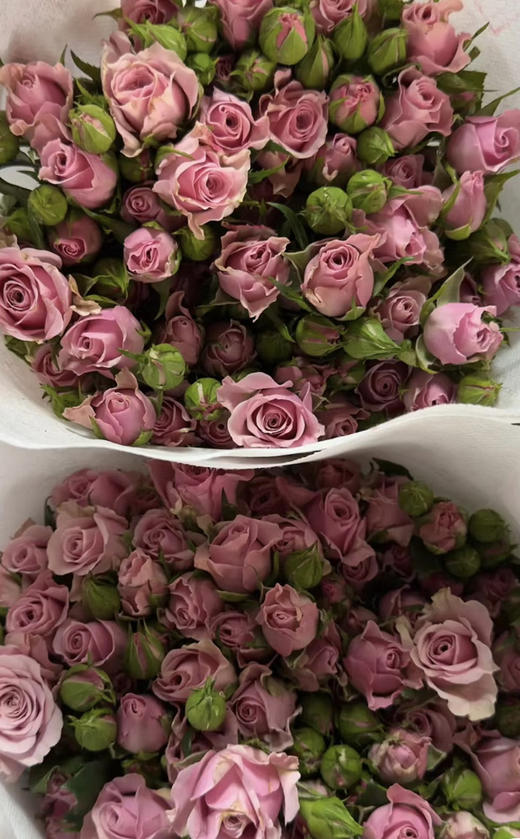 【市场多头】多头诺拉  10枝/扎 商品图8