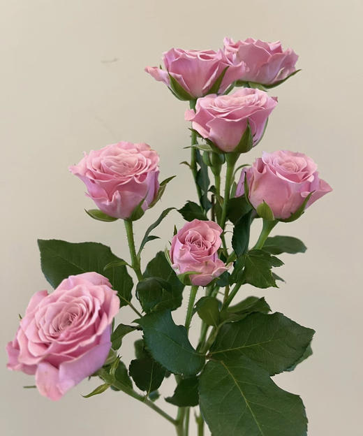 【市场多头】多头诺拉  10枝/扎 商品图1