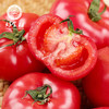 CY-爱琴海番茄 商品缩略图2