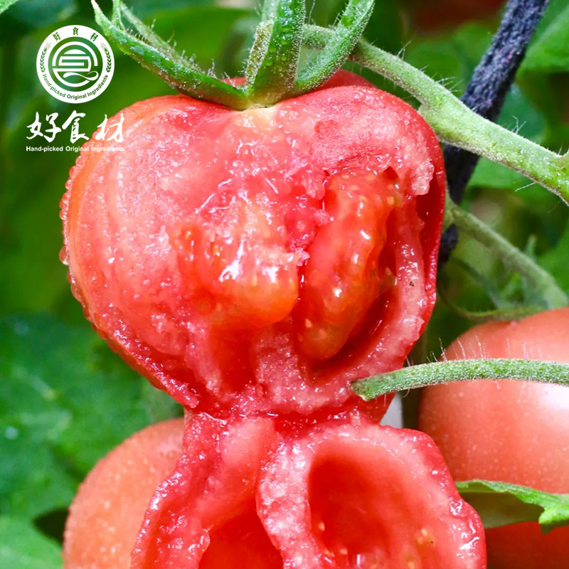 CY-爱琴海番茄