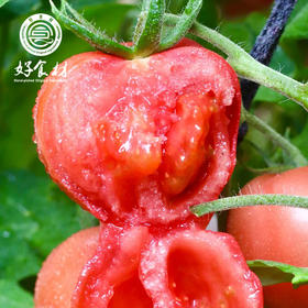 CY-爱琴海番茄