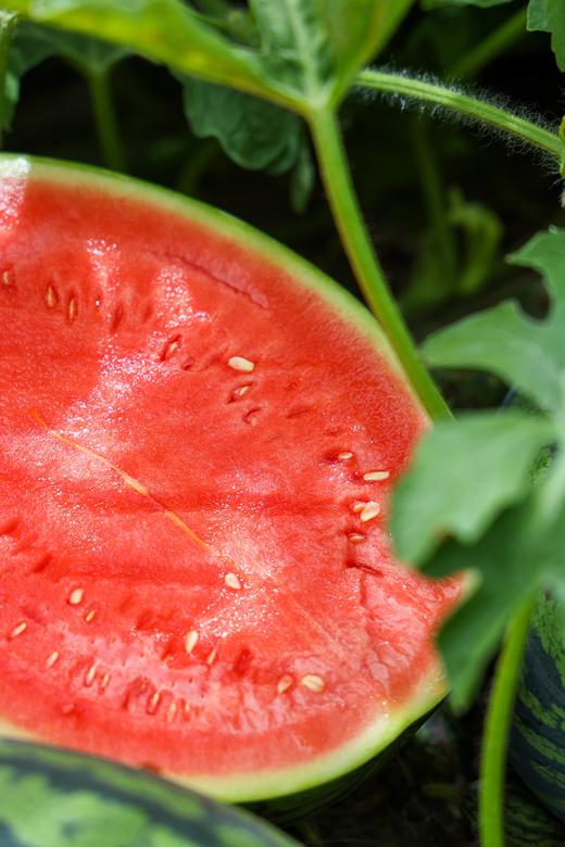 甘美4K 西瓜 产自西瓜之乡” 江苏东台（瓜籽少，果肉酥脆甜爽） 商品图8